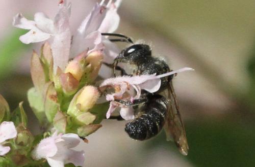 Réf. 209 175 : Stelis sp.